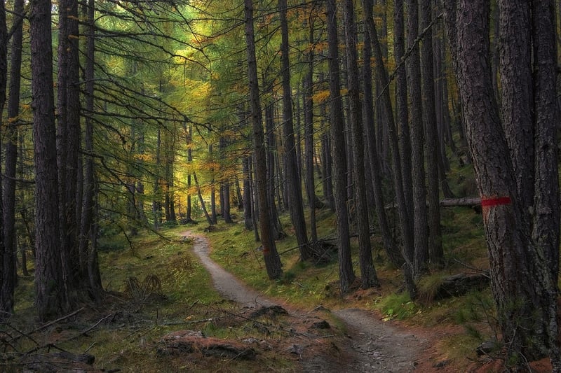 Mystic Trails